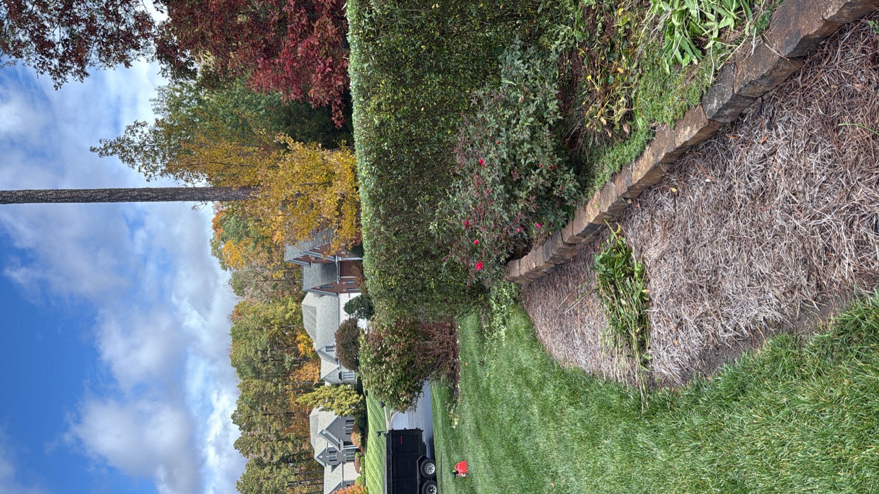 Tree service project photo 3